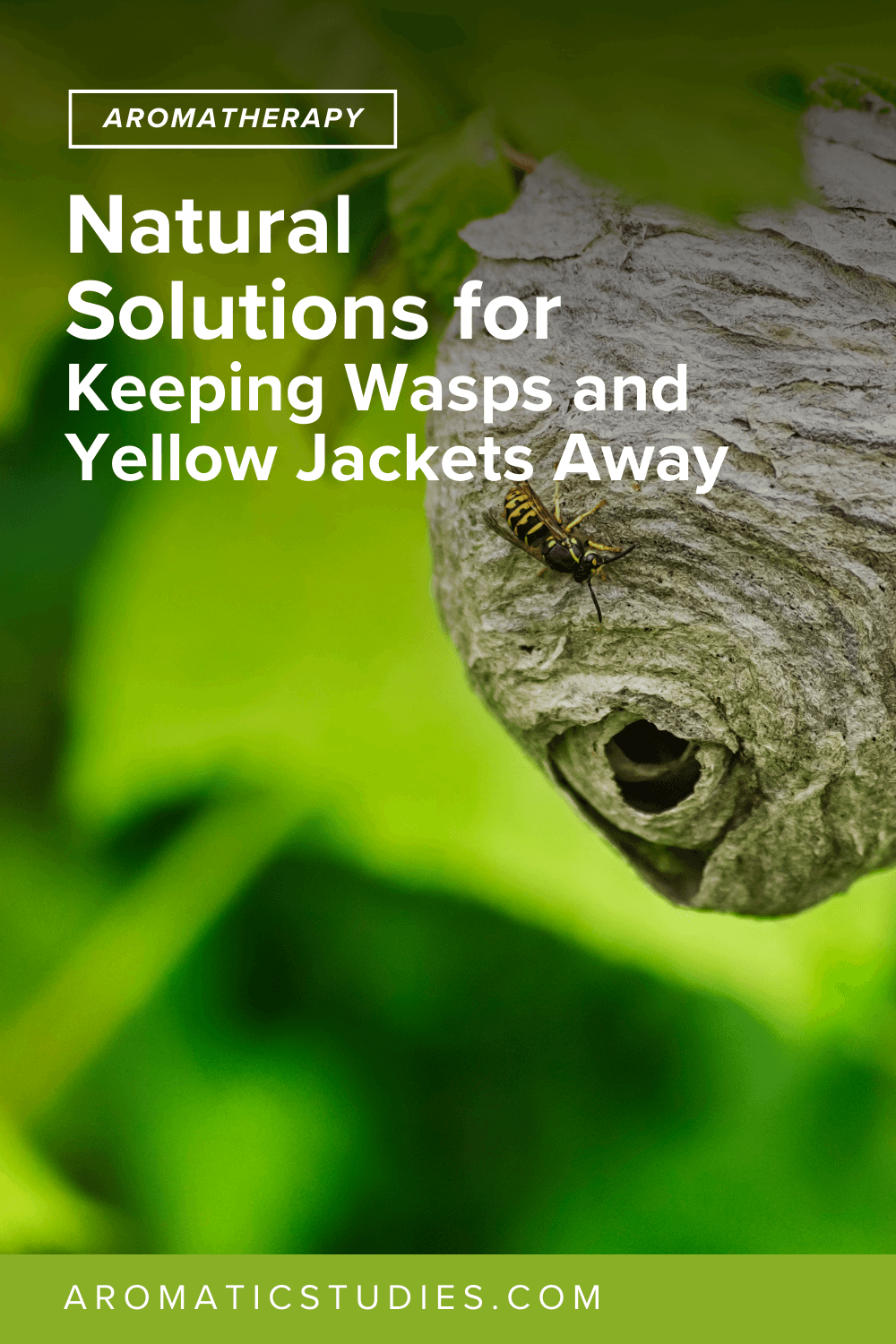 Natural Solutions for Keeping Wasps and Yellow Jackets Away