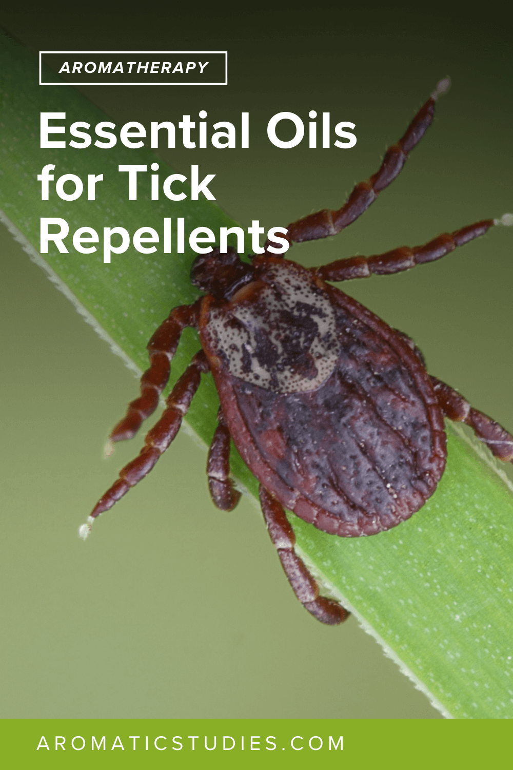 Essential Oils for Tick Repellents