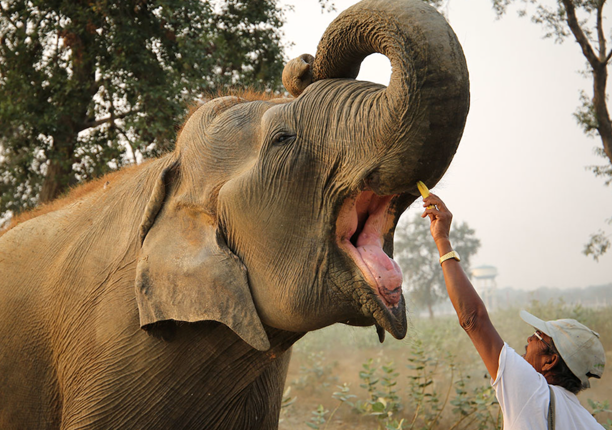 Supporting India’s Gentle Giants, This Giving Tuesday